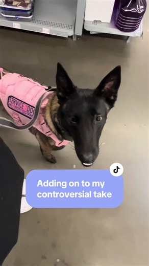 Understanding Service Dogs: The Malinois Perspective