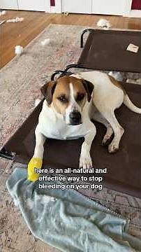 All-natural & effective way to stop bleeding on your dog from wounds using arrowroot powder🩸🐶🐾
