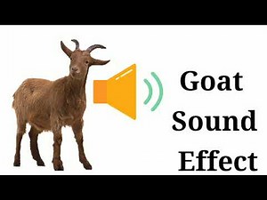 Goat Sounds Effect