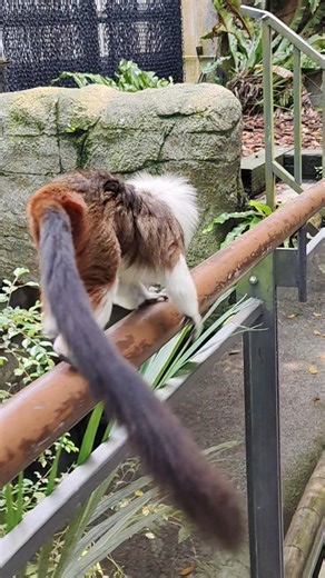 音智智生活週記2026-0417-6歲7月-員工遊台北動物園8