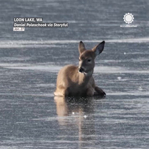Firefighters rescued a deer that was spotted struggling on the frozen surface of Loon Lake in Washington. | AccuWeather
