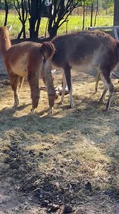 1.3M views · 6.4K reactions | Thank you to the field trip bus driver for capturing the llama birth this morning. | Fifth Day Farm | Facebook