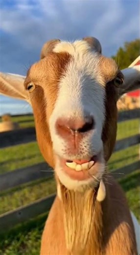 Funny Goat Chewing and Staring at Camera 🐐😂 #shorts