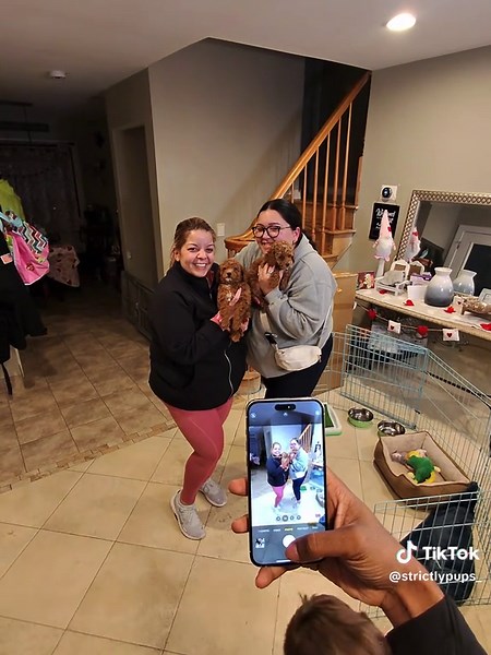 Adopting Two Adorable Toy Poodles