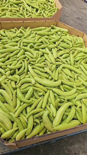 Armenian cucumber fresh 👌 😎 😋