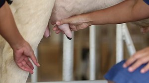 Close Human Hand Milking Cow By Stock Footage Video (100% Royalty-free) 13345853 | Shutterstock