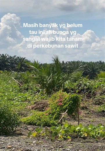Inilah bunga antigonon leptopus untuk mengatasi hama ulat api pemakan daun sawit #sawitontiktok #sawit #sawitkalimantan #sawitbalap #sawitsumatra