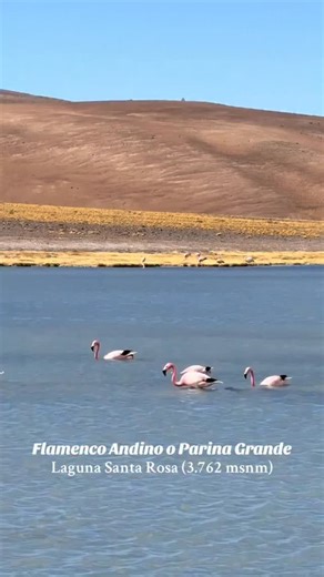 📍 El Parque Nacional Nevado de Tres Cruces, que incluye el área de "Laguna Tres Cruces", es un parque de 59.081 hectáreas ubicado en la Región de Atacama, Chile, que protege un ecosistema altoandino. Sus principales atractivos son las lagunas y el entorno montañoso, con senderos de trekking y miradores, incluyendo los sectores de la Laguna Santa Rosa y la Laguna del Negro Francisco. Créditos para #marcelotrotacerros | Rutas Chilenas