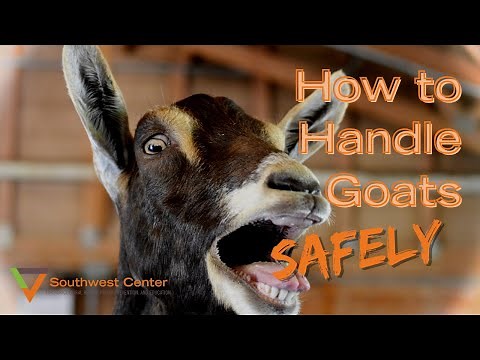 How to Handle Goats