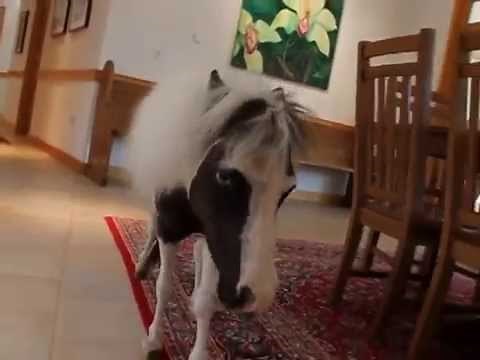 Einstein - The Smallest Stallion At Home