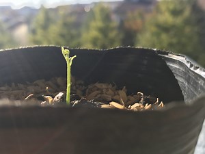 Curry Leaf Seeds Sowing and Germination | curryleaf.growcurryleaf.com