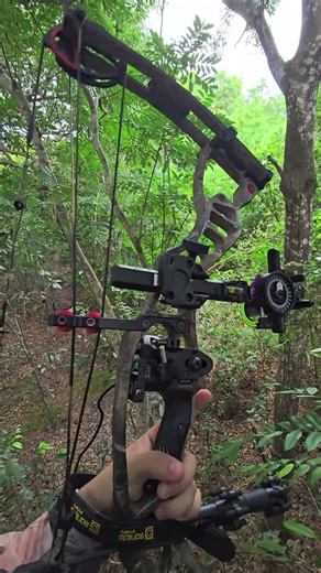 Atualização No Arco Composto Hoyt Vector 32 Ceva de Cutia