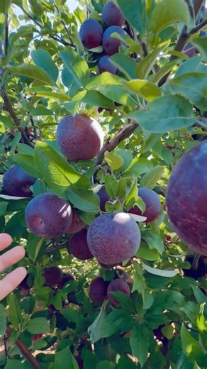 Rare Purple Apples, Fuji & Empire Apples 🍏 🍎 #applepicking #EastmontOrchard #applefarm #coltsnecknj | Che Thompson