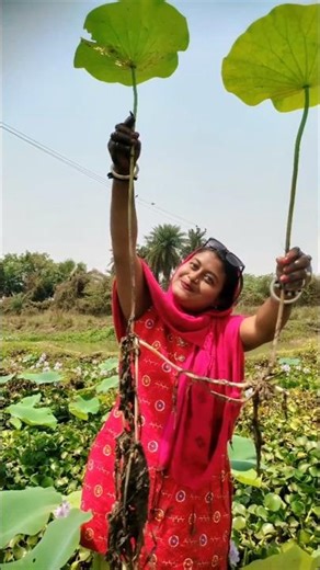পদ্ম গাছের মালা পেয়েছি আজ 😱😱 // how to collect lotus plant #shorts #ytshorts #gardening #plants