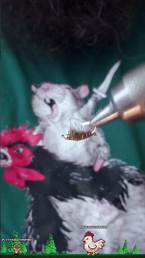 Fly Tying with Nimby! Sparkle Scud Patterns, Techniques and Materials to catch more Trout.