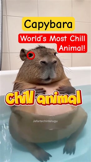 WORLDS MOST ✅CHILL animal CAPYBARA 👌