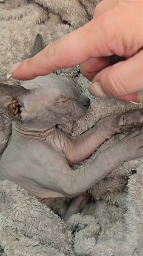 Sphynx Cat: A Unique Companion for Cat Lovers