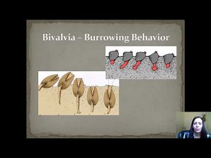 Zoology - Phylum Mollusca