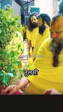 Tulsi vivah #trendingnow #bhaktivibes #ytshorts #premanandjimaharaj #tulsi