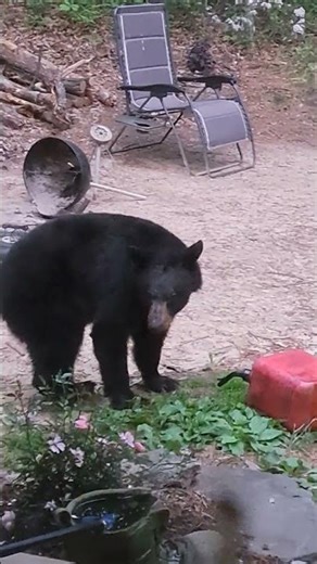 Hey Hey Boo Boo Looks Like A Pic -A- Nic Baskett