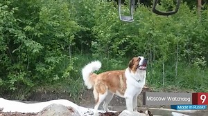 4.3K views · 119 reactions | How many Russian dog breeds do you know? We have something to share with you :) | Great Russia | Facebook