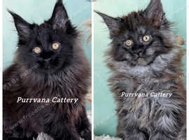 TICA registration Adorable Maine coon kittens - £2,000
