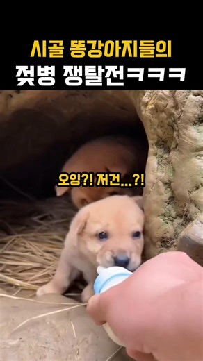 형이고 뭐고 없다! 우유 앞에 장사 없는 시골 똥강아지 ㅋㅋㅋ