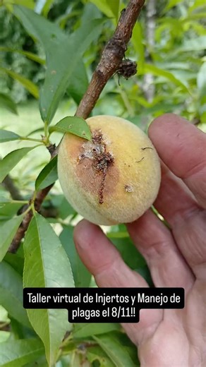 14K views · 833 reactions | Síntomas típicos de gusano del brote en...