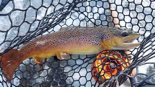 Anglers can find wild trout in more than 3,200 miles of Pennsylvania streams. Here's where