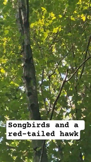 The call of a red-tailed hawk along with songbirds singing in the woods.