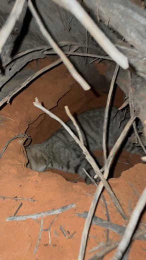 3.2M views · 3.7K reactions | This one took a bit of finding. Fell down into the rabbit burrow at the shot and was only visible from one angle within a couple of metres. | Predator Trapping Australia | Facebook