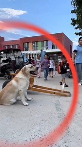 Dog Cart | Freddie