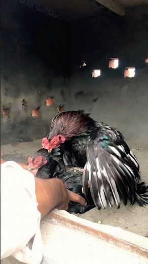 Chicken breeding tips and techniques #petsvlog