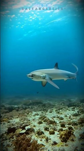 Shark Food Consumption: How Much Do They Eat Daily