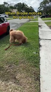 My dog’s reaction to seeing his grandpa! #goldendoodle #reunion #reaction