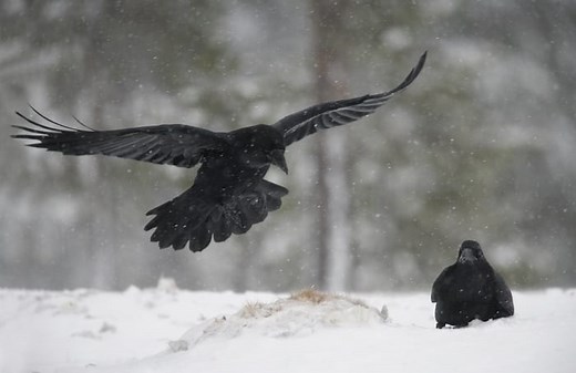 Raven Symbolism & Meaning & the Raven Spirit Animal