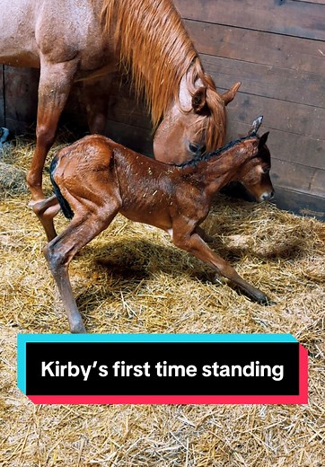 Kirby's First Time Standing: Baby Horse Adventure