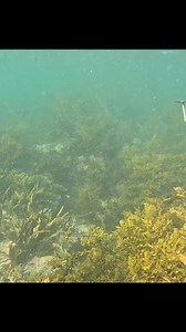 Textbook kill shot! Beautiful fat moki on the menu #moki #spearfish #killshot #diving #freediving #smokedit #hunt #gather #provide #seafood #kaimoana #wildkai | Blokes Can Cook Too
