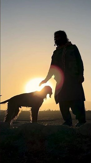Afghan Hounds Documentary : The Majestic Dogs of Afghanistan's Rich Heritage