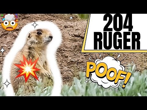 204 Ruger Explodes Prairie Dogs!!! 🤯💥💣🧨