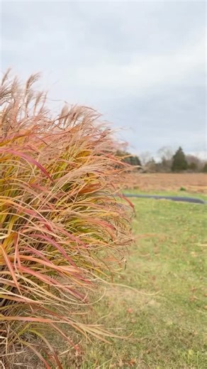 🌱✨Post-season may seem quiet, but there’s a lot happening here on the farm! Between prepping fields, cleaning greenhouses, building new growing infrastructures, saving thousands of seeds, and turning this year’s harvest into chile powders, the farm is humming with activity. Every step brings us closer to the 2026 season and helps us start the new year off strong. We can’t wait to grow for you again! ♥️ | ChilePlants.com