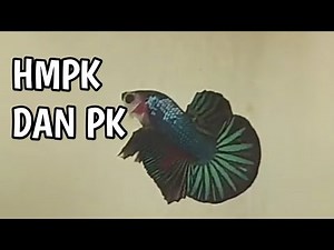 PERBEDAAN CUPANG PK (PLAKAT) DENGAN HMPK (HALFMOON PLAKAT)