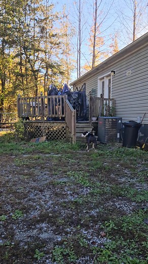 4 comments | Back yard fun #everyonehighlightsfollowers #Tennessee #BlessedAndHighlyFavored #ilovemydog #ilovemylife | Jennifer J Burgess | Facebook