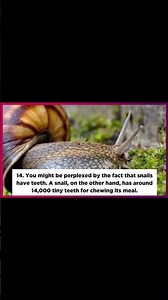 Snails Can Reproduce All By Themselves ! #animals