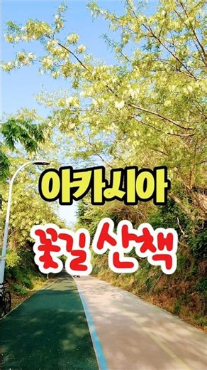 코끝을 스치는 달콤한 향기 🌿 마음까지 힐링되는 여수 아카시아 꽃길 산책