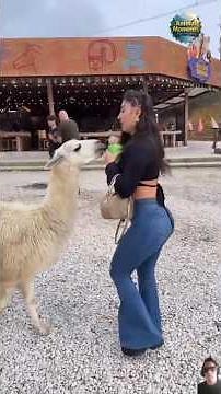 Funny, Adorable & Amazing Animal Moments 🥹🐶