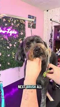 Doodle Face Tutorial: Puppy Trim Head 🐶✨ #dogshorts #dogs #doodle #pets #petshorts