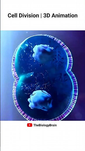 Cell Division Mitosis and Meiosis Explained #science #celldivision #shorts