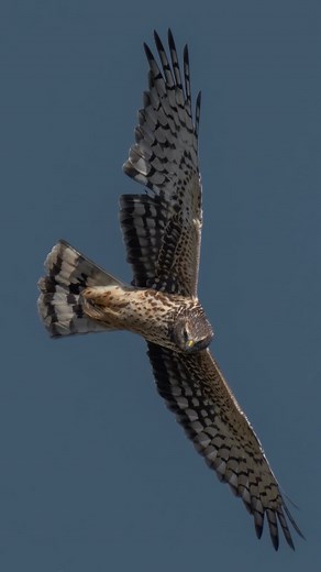 Male and female Northern Harriers in flight....#birdsofprey #northernharrier #explore | Tohid Azimi
