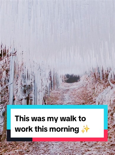 This was my walk to work this morning ✨ #magical